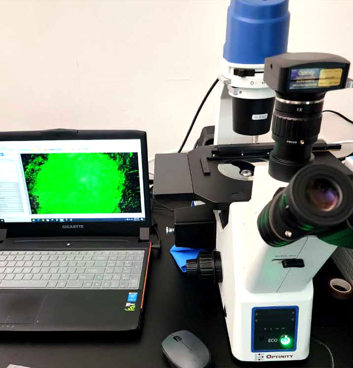 Stereo Microscope(형광현미경)(TM-30iF)