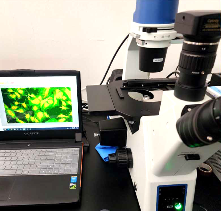 Stereo Microscope(형광현미경)(TM-30iF)