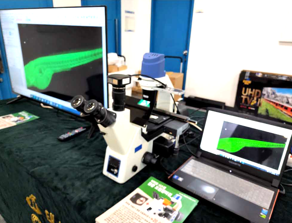 Stereo Microscope(형광현미경)(TM-30iF)