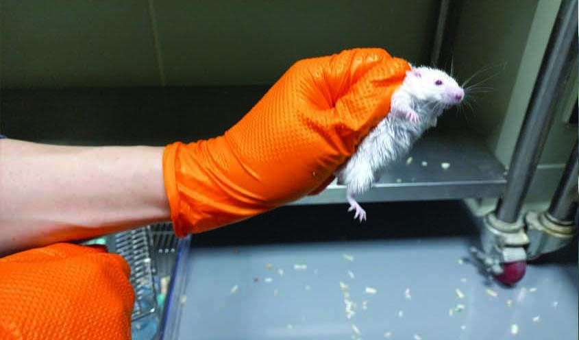 Non-Slip Nitrile Gloves (NS)