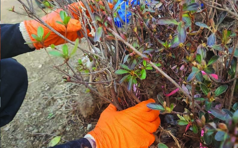 Non-Slip Nitrile Gloves (NS)